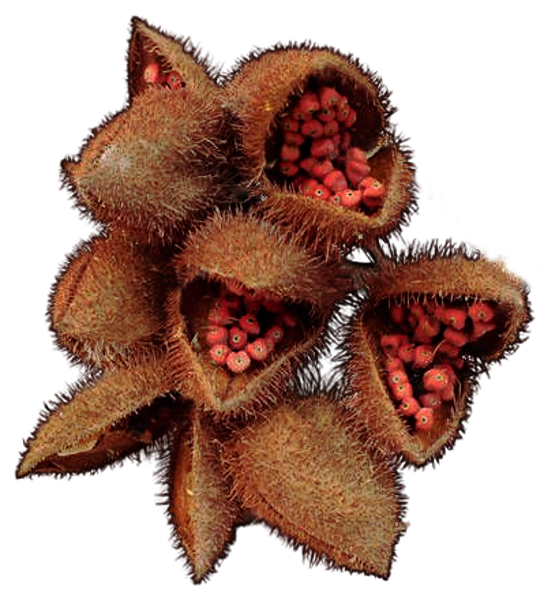 Achiote Fruits
