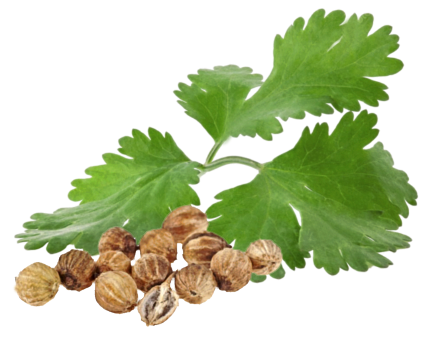 Coriander Seeds