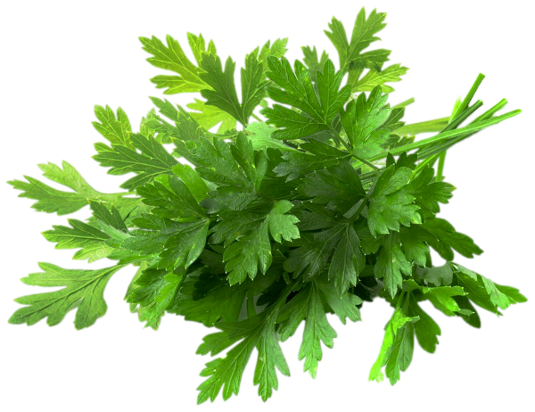 Flat Parsley