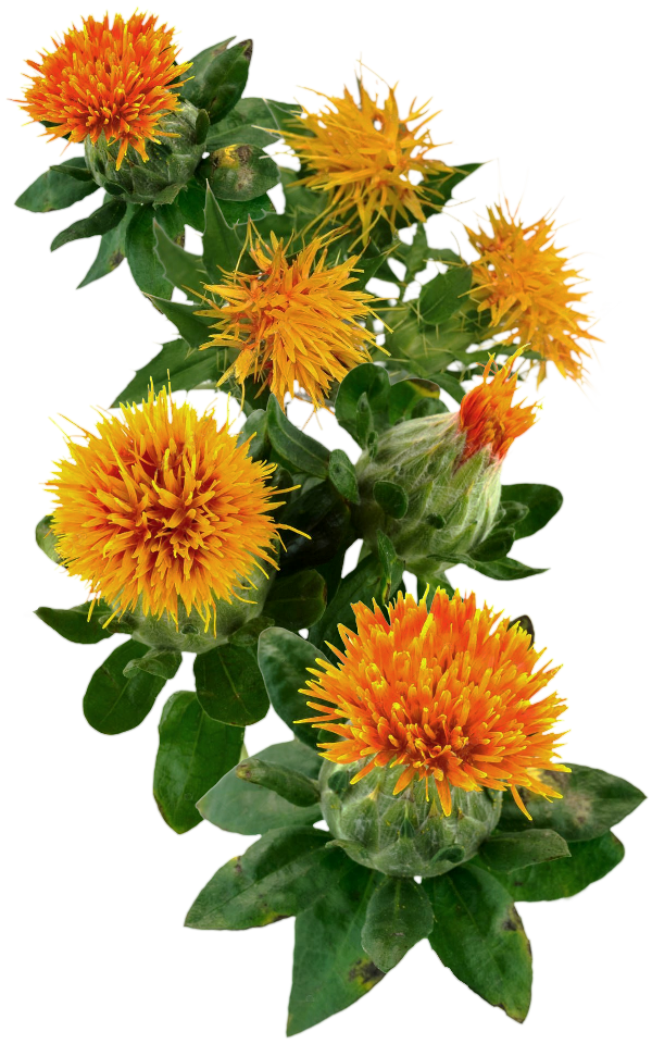 Safflowers